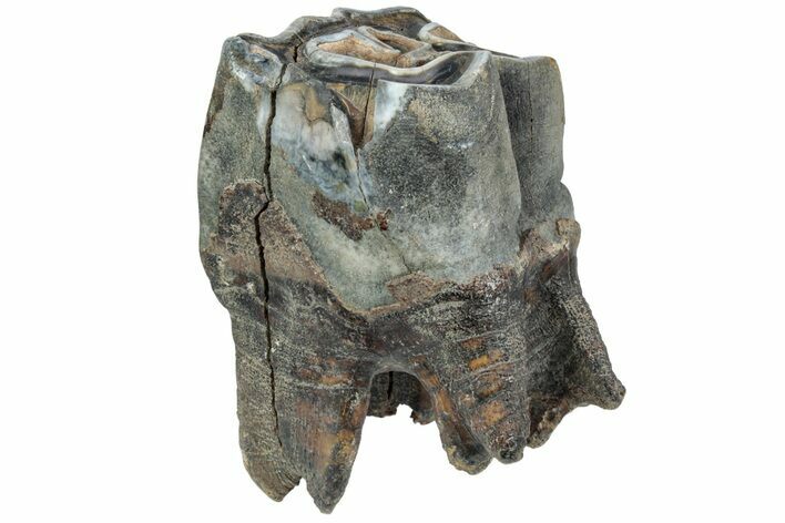 Fossil Woolly Rhino (Coelodonta) Tooth - Siberia #225591